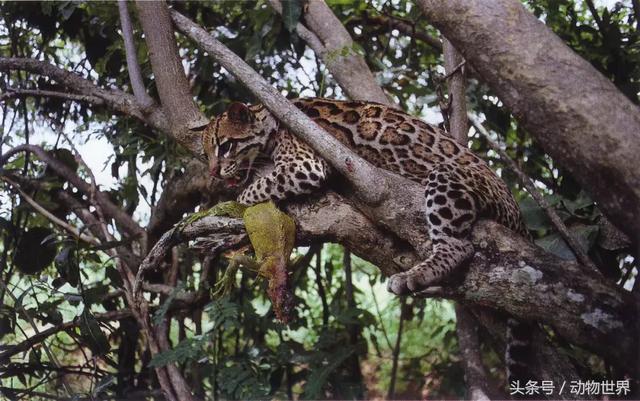 虎猫,动物世界-虎猫(虎猫鼠标宏设置教程) 虎猫,动物世界-虎猫(虎猫鼠标宏设置教程)