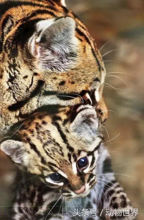 虎猫,动物世界-虎猫(虎猫鼠标宏设置教程) 虎猫,动物世界-虎猫(虎猫鼠标宏设置教程)