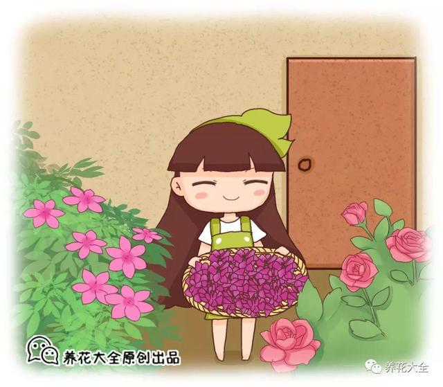 玫瑰花瓣可以做什么，花店买的玫瑰花瓣可以做什么（掉的花瓣别乱扔）