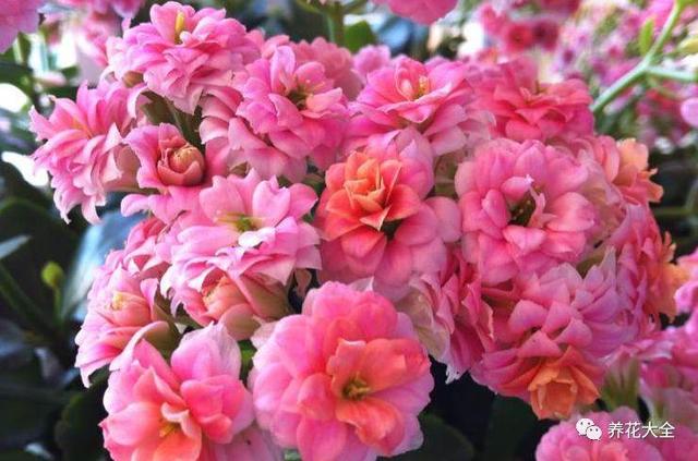 玫瑰花瓣可以做什么，花店买的玫瑰花瓣可以做什么（掉的花瓣别乱扔）