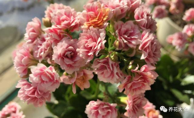 玫瑰花瓣可以做什么，花店买的玫瑰花瓣可以做什么（掉的花瓣别乱扔）