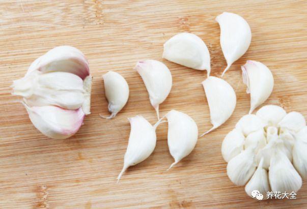 玫瑰花瓣可以做什么，花店买的玫瑰花瓣可以做什么（掉的花瓣别乱扔）