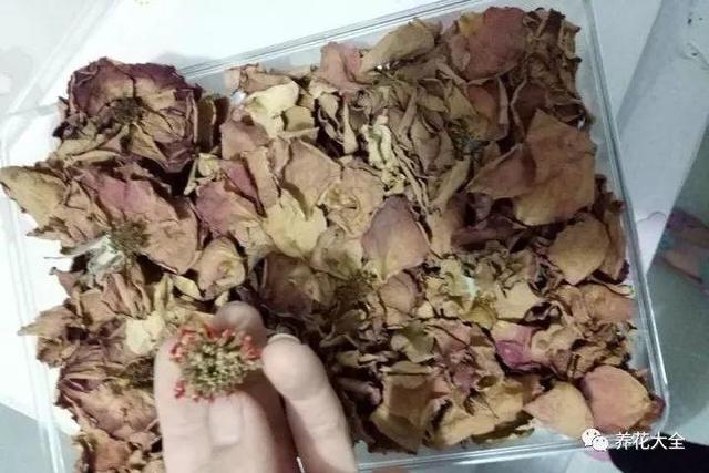 玫瑰花瓣可以做什么，花店买的玫瑰花瓣可以做什么（掉的花瓣别乱扔）