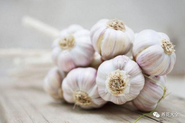 玫瑰花瓣可以做什么，花店买的玫瑰花瓣可以做什么（掉的花瓣别乱扔）