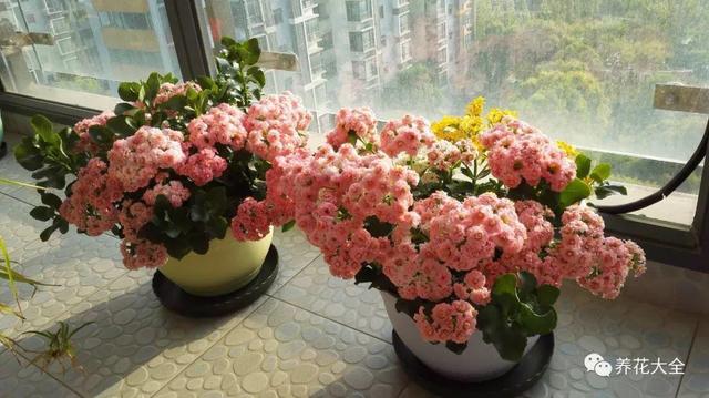 玫瑰花瓣可以做什么，花店买的玫瑰花瓣可以做什么（掉的花瓣别乱扔）