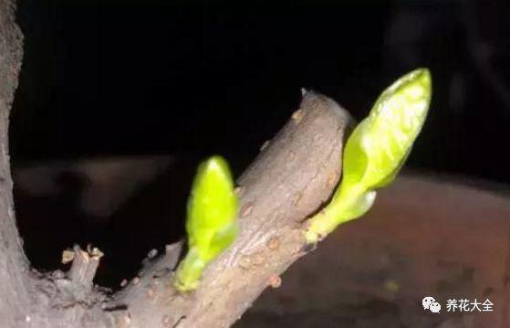 玫瑰花瓣可以做什么，花店买的玫瑰花瓣可以做什么（掉的花瓣别乱扔）