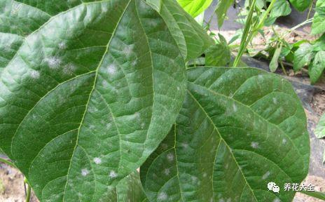 玫瑰花瓣可以做什么，花店买的玫瑰花瓣可以做什么（掉的花瓣别乱扔）