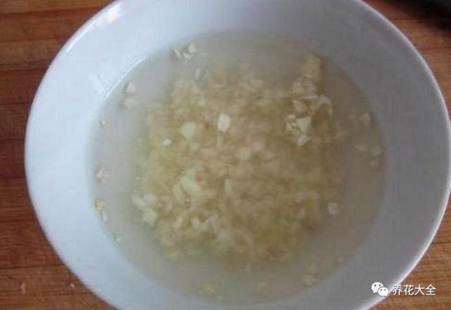 玫瑰花瓣可以做什么，花店买的玫瑰花瓣可以做什么（掉的花瓣别乱扔）