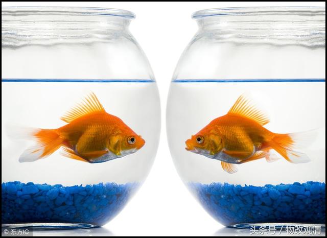 客厅鱼缸摆放哪里最佳，不要让好运游走跑了