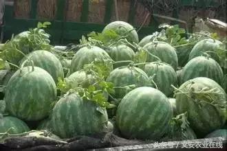 压砂瓜怎么挑选，压砂瓜是脆的吗（看、摸、掂、听挑好瓜）