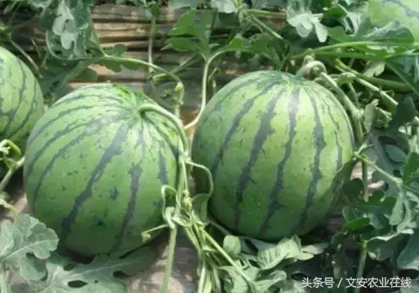 压砂瓜怎么挑选，压砂瓜是脆的吗（看、摸、掂、听挑好瓜）