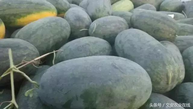 压砂瓜怎么挑选，压砂瓜是脆的吗（看、摸、掂、听挑好瓜）