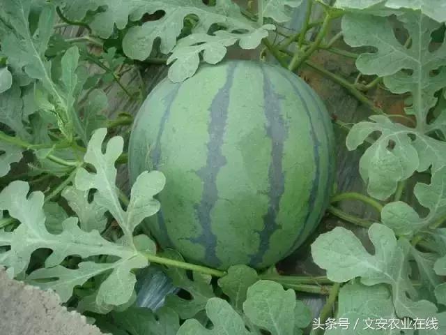 压砂瓜怎么挑选，压砂瓜是脆的吗（看、摸、掂、听挑好瓜）