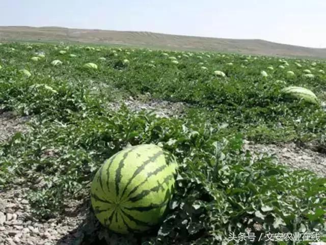 压砂瓜怎么挑选，压砂瓜是脆的吗（看、摸、掂、听挑好瓜）