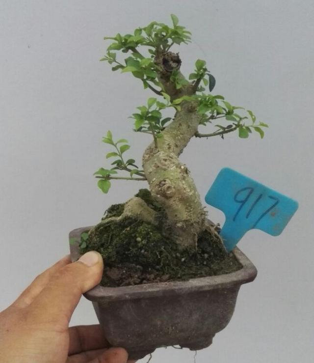 金叶女贞的种植与养护，常见树桩小叶女贞盆景制作及养护