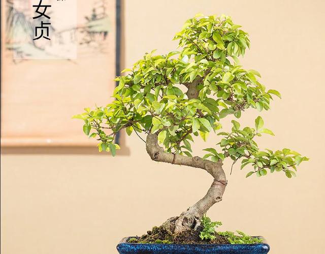 金叶女贞的种植与养护，常见树桩小叶女贞盆景制作及养护