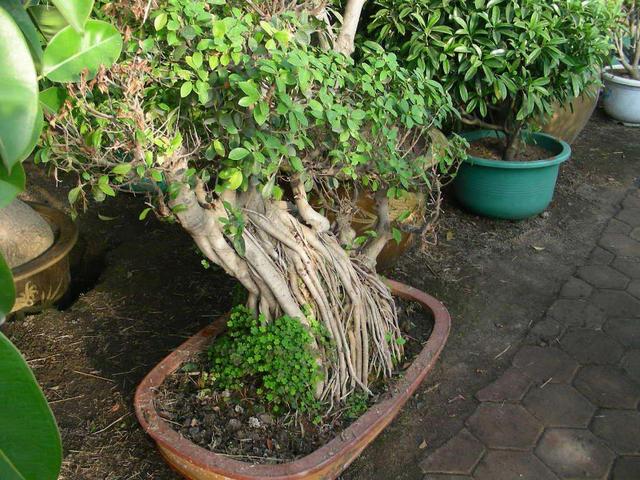 榕树的养殖方法，榕树的养殖和注意事项盆栽（给人带来好运和财富）