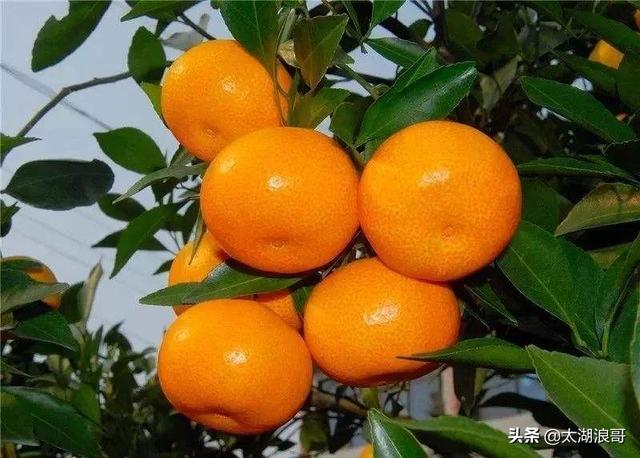 白枣吃了有什么作用急急急，白枣的营养价值及功效（开启了太湖洞庭一年的花果飘香）