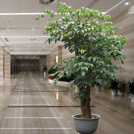 富贵树,平时养护要注意什么(富贵树图片)