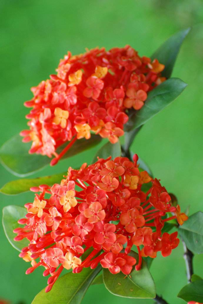 龙船花在中国大多都是用于盆植,叶片浓密,花朵是一团团的小球状,有着