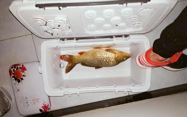野钓鲤鱼最佳饵料揭秘！轻松上钩秘诀大公开，钓鱼爱好者必看的实战干货分享