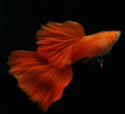 为什么日常见到的凤尾鱼都是雌的，凤尾鱼都是母鱼会繁殖吗（最受新鱼友欢迎的二十种热带观赏鱼都有哪些呢）