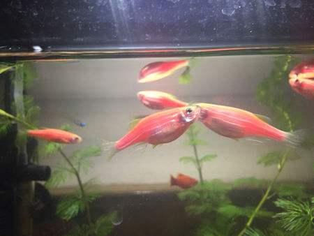 为什么日常见到的凤尾鱼都是雌的，凤尾鱼都是母鱼会繁殖吗（最受新鱼友欢迎的二十种热带观赏鱼都有哪些呢）