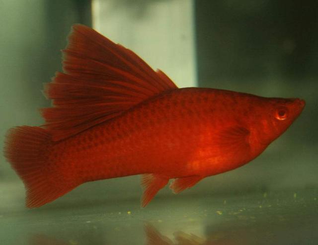 为什么日常见到的凤尾鱼都是雌的，凤尾鱼都是母鱼会繁殖吗（最受新鱼友欢迎的二十种热带观赏鱼都有哪些呢）