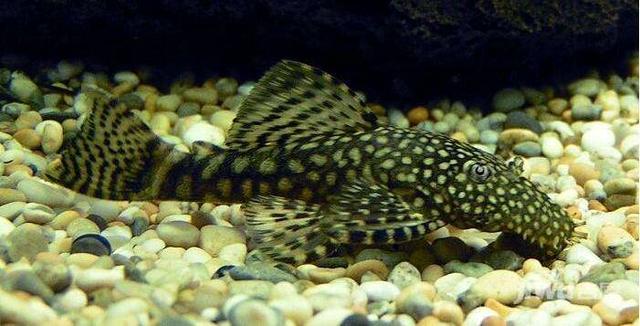 为什么日常见到的凤尾鱼都是雌的，凤尾鱼都是母鱼会繁殖吗（最受新鱼友欢迎的二十种热带观赏鱼都有哪些呢）