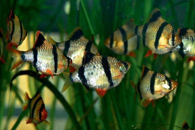 为什么日常见到的凤尾鱼都是雌的，凤尾鱼都是母鱼会繁殖吗（最受新鱼友欢迎的二十种热带观赏鱼都有哪些呢）