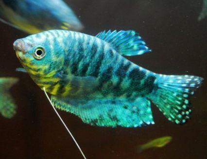 为什么日常见到的凤尾鱼都是雌的，凤尾鱼都是母鱼会繁殖吗（最受新鱼友欢迎的二十种热带观赏鱼都有哪些呢）