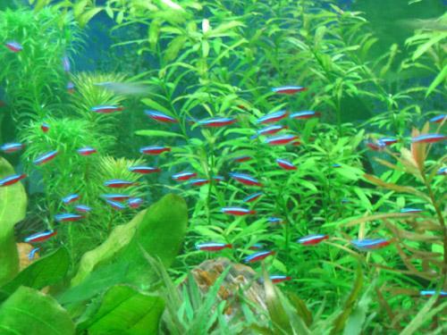 为什么日常见到的凤尾鱼都是雌的，凤尾鱼都是母鱼会繁殖吗（最受新鱼友欢迎的二十种热带观赏鱼都有哪些呢）