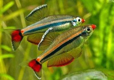 为什么日常见到的凤尾鱼都是雌的，凤尾鱼都是母鱼会繁殖吗（最受新鱼友欢迎的二十种热带观赏鱼都有哪些呢）