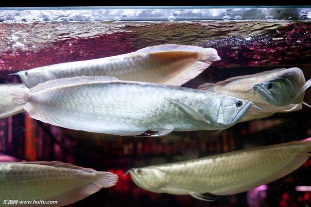 为什么日常见到的凤尾鱼都是雌的，凤尾鱼都是母鱼会繁殖吗（最受新鱼友欢迎的二十种热带观赏鱼都有哪些呢）