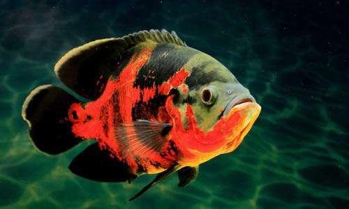 为什么日常见到的凤尾鱼都是雌的，凤尾鱼都是母鱼会繁殖吗（最受新鱼友欢迎的二十种热带观赏鱼都有哪些呢）