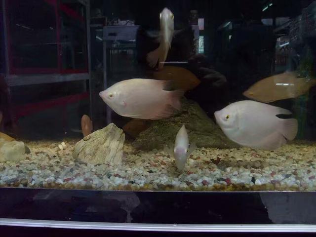 为什么日常见到的凤尾鱼都是雌的，凤尾鱼都是母鱼会繁殖吗（最受新鱼友欢迎的二十种热带观赏鱼都有哪些呢）