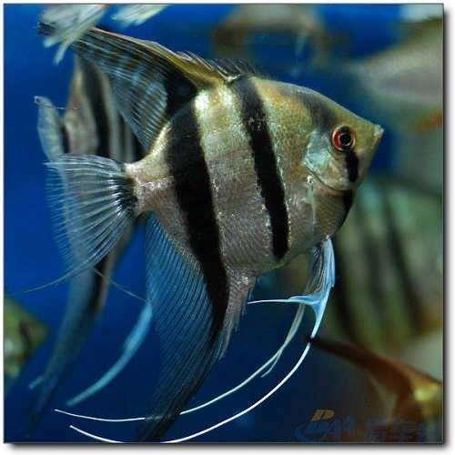 为什么日常见到的凤尾鱼都是雌的，凤尾鱼都是母鱼会繁殖吗（最受新鱼友欢迎的二十种热带观赏鱼都有哪些呢）