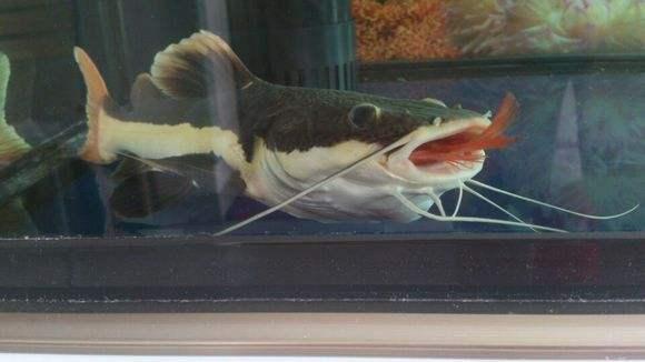 为什么日常见到的凤尾鱼都是雌的，凤尾鱼都是母鱼会繁殖吗（最受新鱼友欢迎的二十种热带观赏鱼都有哪些呢）