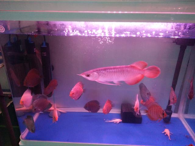 为什么日常见到的凤尾鱼都是雌的，凤尾鱼都是母鱼会繁殖吗（最受新鱼友欢迎的二十种热带观赏鱼都有哪些呢）