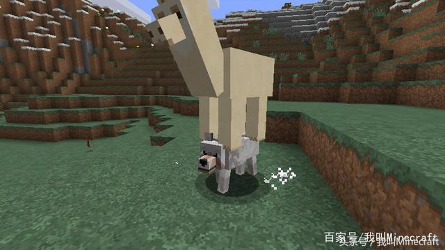 我的世界羊驼怎么骑，我的世界羊驼怎么骑乘（《我的世界》令玩家“瑟瑟发抖”的7大组合）