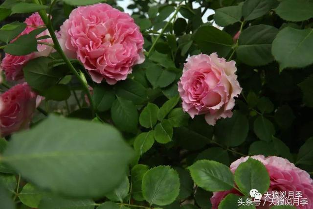 羅衣月季優缺點,羅衣月季長勢怎麼樣(天狼自育月季新品種羅衣)