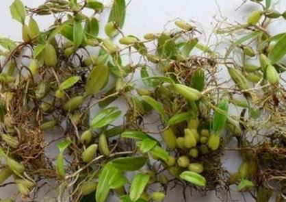 石橄榄的功效与作用，石斛功效作用与主治（农村石壁上不起眼的野果）