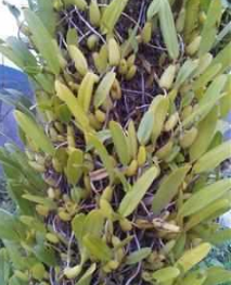 石橄榄的功效与作用，石斛功效作用与主治（农村石壁上不起眼的野果）