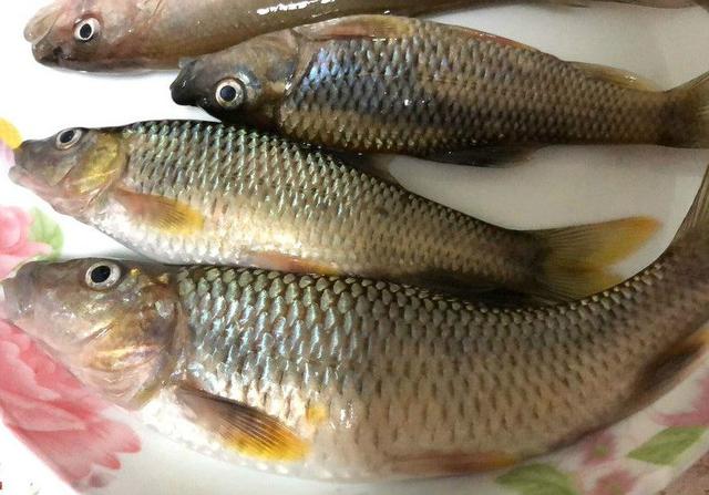 麦穗鱼能长多大,麦穗鱼养殖的成本及利润(钓了几条大号的"麦穗鱼"看