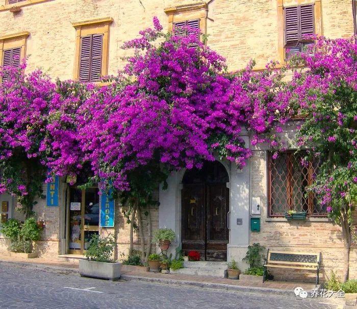 养了18年的金银花,还能花开不断,看看他到底是怎么养的吧!