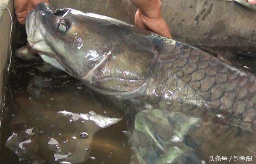淡水鱼大全，12种最常见的淡水鱼你钓过几种（淡水鱼大全图片和名称 常见）