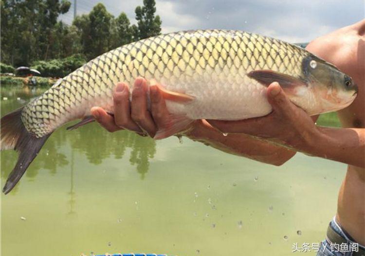 淡水鱼大全，12种最常见的淡水鱼你钓过几种（淡水鱼大全图片和名称 常见）