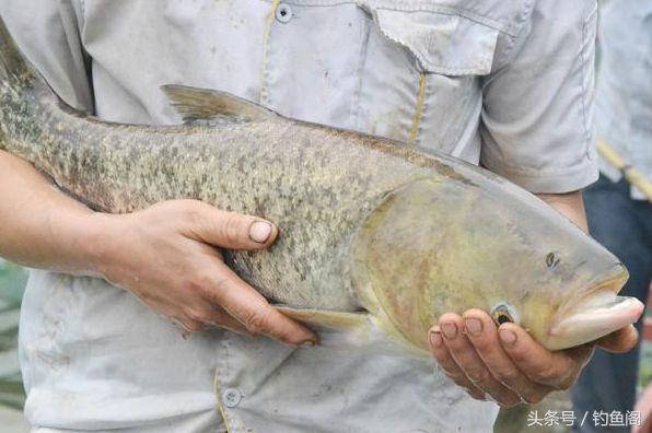 淡水鱼大全，12种最常见的淡水鱼你钓过几种（淡水鱼大全图片和名称 常见）