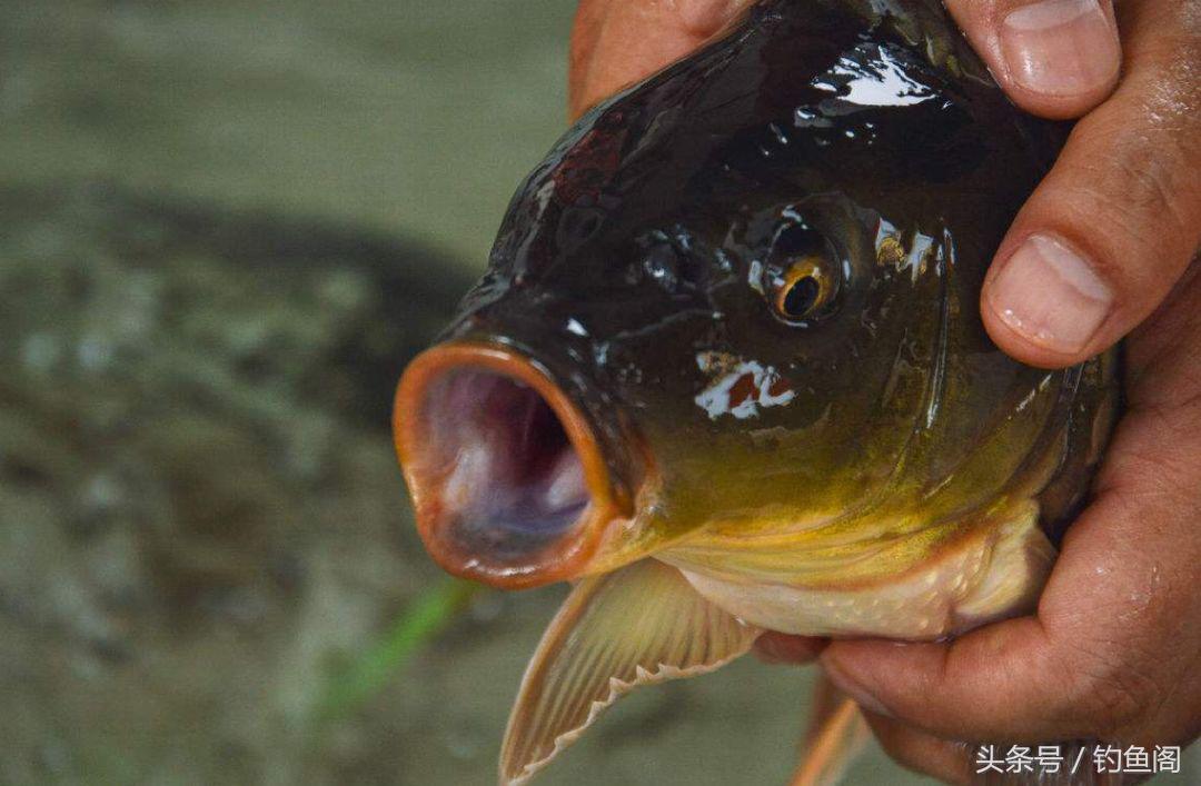 淡水鱼大全，12种最常见的淡水鱼你钓过几种（淡水鱼大全图片和名称 常见）