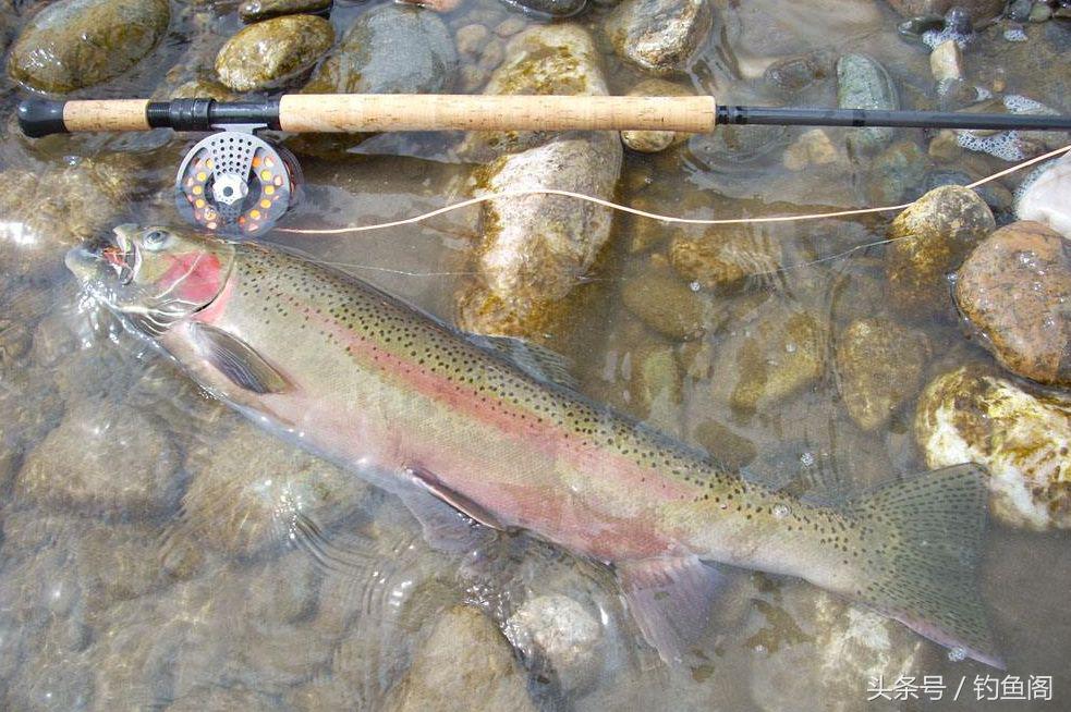 淡水鱼大全，12种最常见的淡水鱼你钓过几种（淡水鱼大全图片和名称 常见）